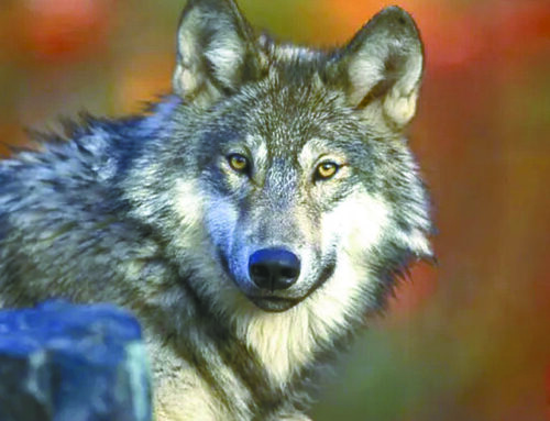 Wisconsin DNR defends lack of population goal in wolf management plan