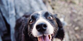 shallow focus photography of adult black and white border collie