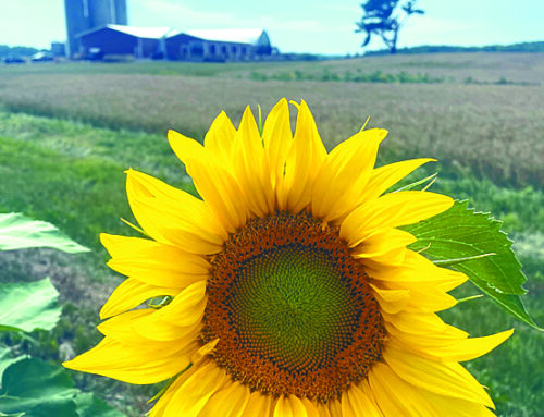 One Tank Trip Column – Road trips to experience Wisconsin’s sunflower season