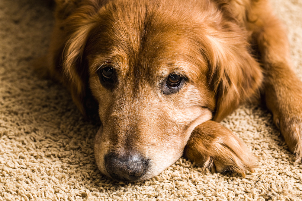 World’s oldest dog ever dies in Portugal, aged 31 – Inter-County Leader