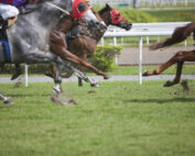 horse racing races horses