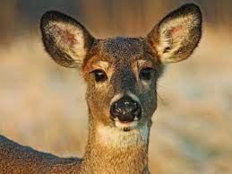 First Confirmed CWD-positive Wild Deer Detected In Polk County – Inter ...