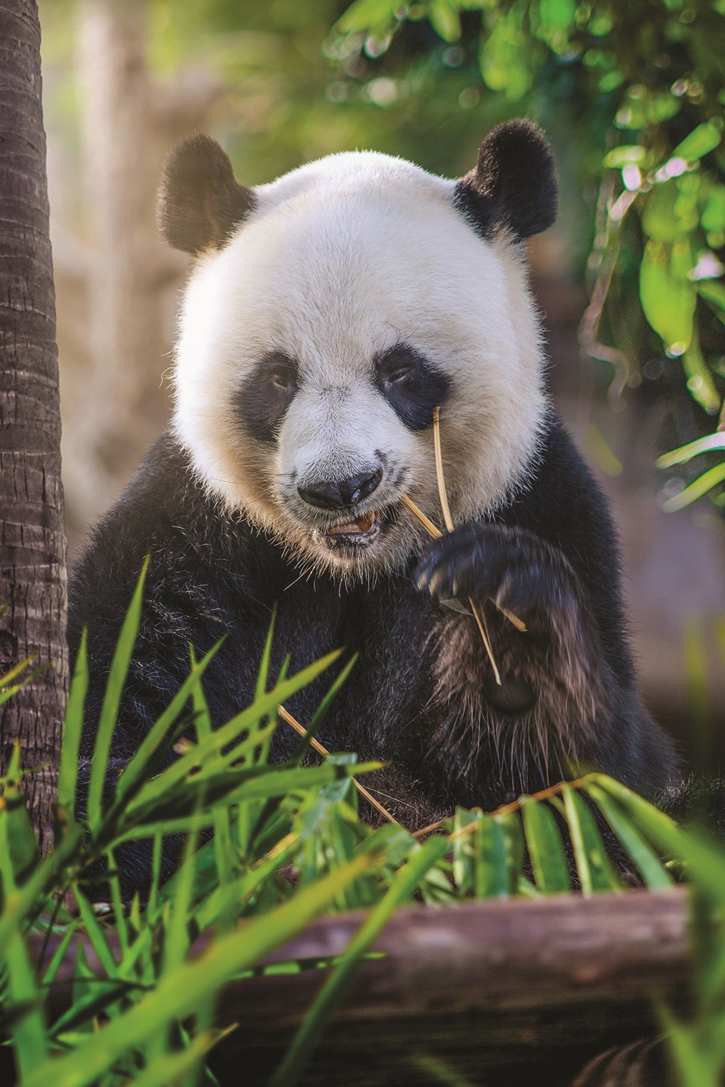 China plans to send San Diego Zoo more pandas this year, reigniting its