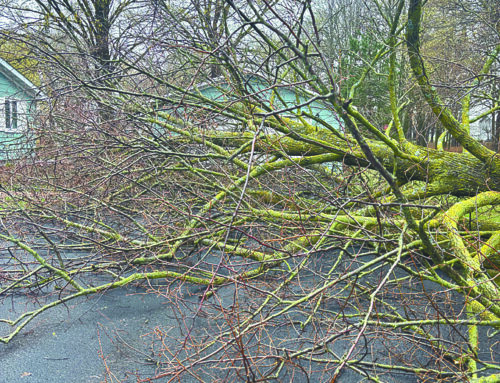 Widespread heavy rain, high winds over the weekend bring down numerous trees across area