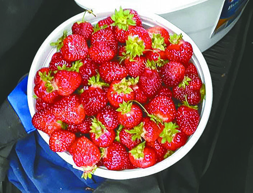 Strawberry season is here across Leader Land!