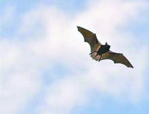 Second bat tests positive for rabies in Polk County