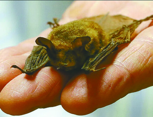 Bat tests positive for rabies in Burnett County