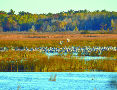 Crex Meadows prepares for annual migration of Greater Sand Hill Cranes