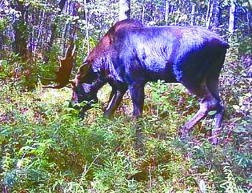 Moose sightings on the rise in Leader Land