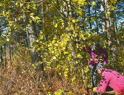 Volunteers tackle buckthorn invasion at Frederic’s Ice Age Trail