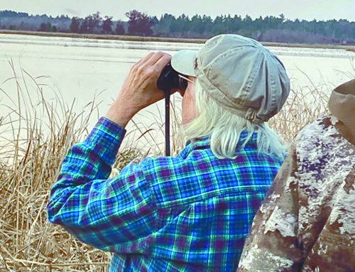 Sandhill cranes swarm Leader Land