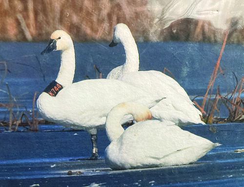 The search for tundra swans