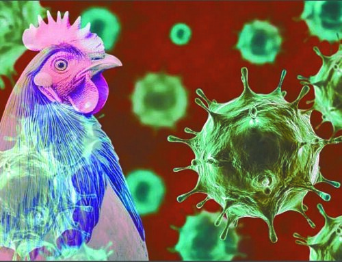 Bird flu identified in Burnett County