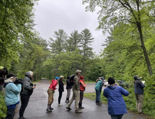 Bird hike at Interstate Park highlights warbler migration and blue heron rookery