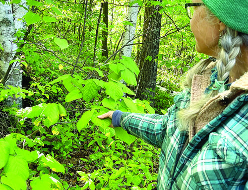 Straight Lake State Park hosts plant identification hike