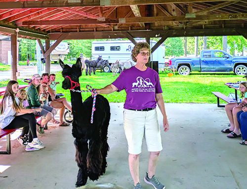 Balsam Lake Public Library hosts some pretty amazing alpacas