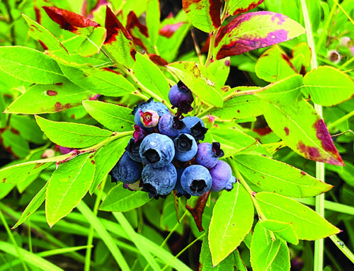 Blueberry Picnic July 19 at the Namekagon Barrens