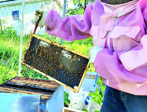 Polk County Beekeepers Association gathers for annual summer picnic