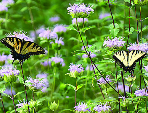 Butterflies abound in Crex Meadows
