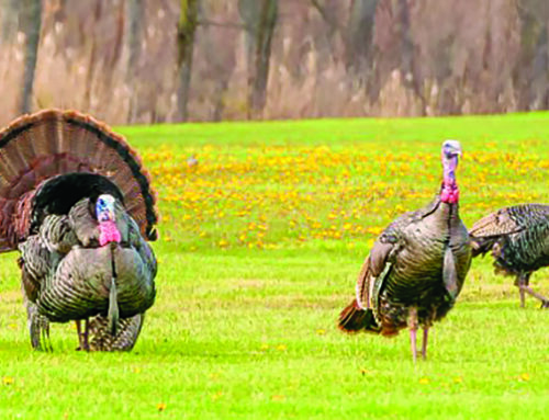 Wisconsin DNR announces totals from spring turkey season