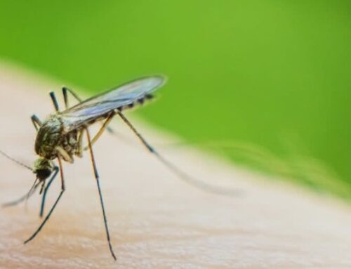 Barron County reports first Wisconsin case of West Nile in 2025