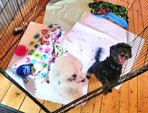 Dog Days of Summer event raises money for animal rescue