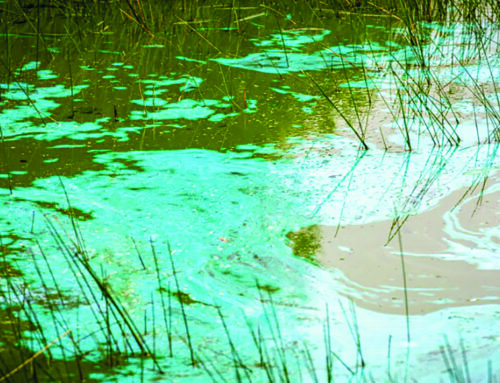 Polk County issues water advisory for Big Butternut Lake