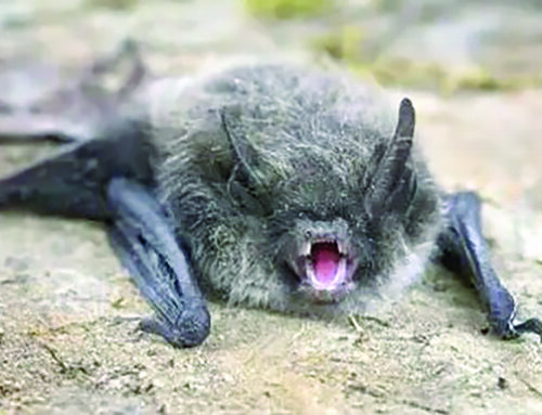 Bat tests positive for rabies in Polk County