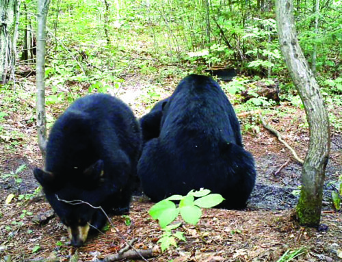 Bear hunting season runs through Oct. 7