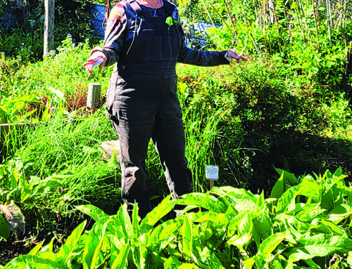 Clayton farm owner teaches wild herb identification during nature hike