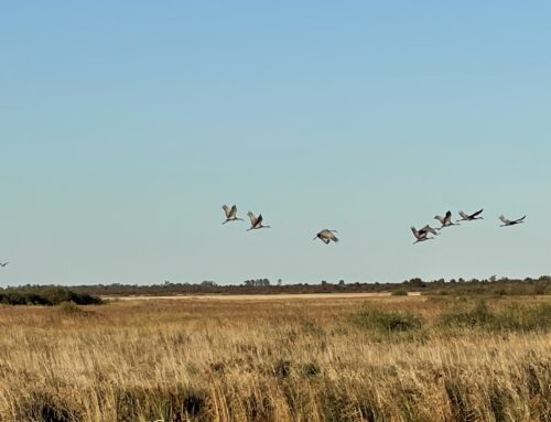 Birdwatchers witness dusk dance of cranes on Crex Meadows tour