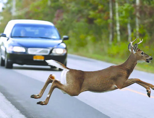 Neighboring St. Croix County ranks in the top five for deer vs. vehicle collisions
